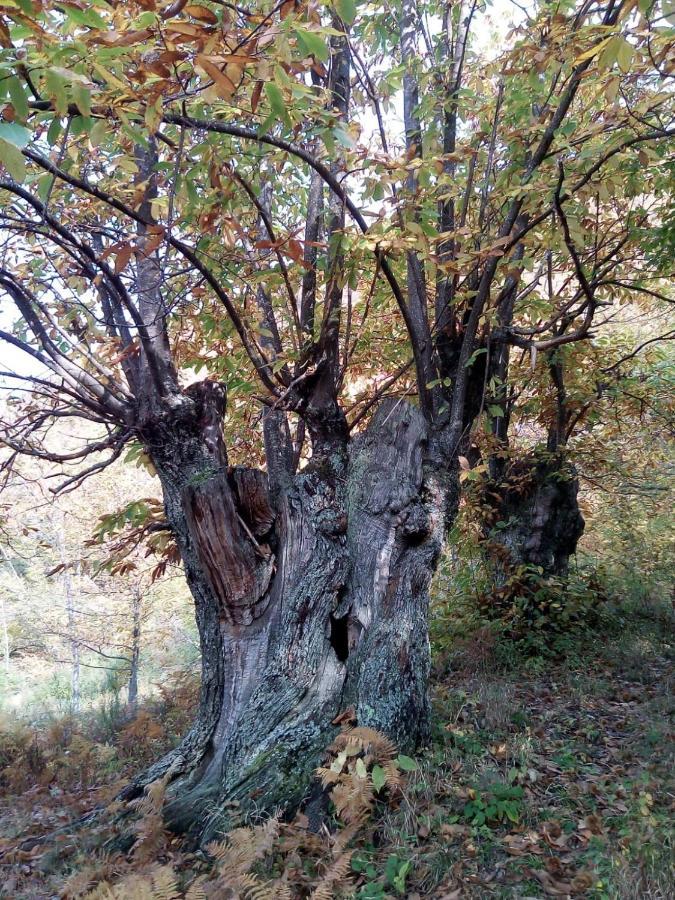 شقة Casa Nel Bosco, Appennino Tosco Emiliano Camugnano المظهر الخارجي الصورة